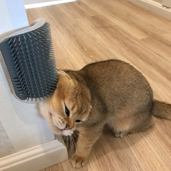 "Self-Grooming Cat Corner Scratcher — With Free Catnip Bag 🌿"